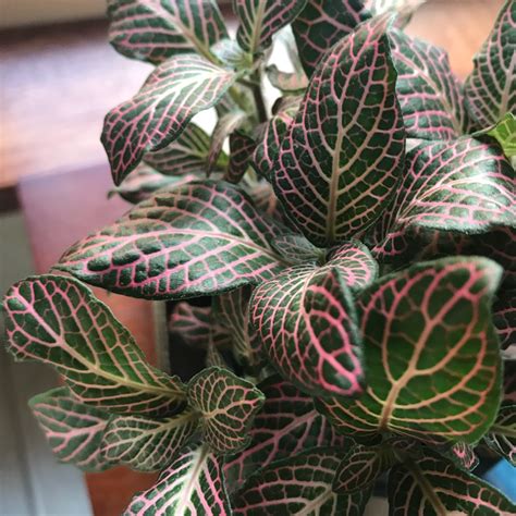 pink angel plant|pink veined house plant.